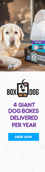 Box Dog
