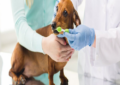 pet dental insurance