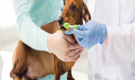 pet dental insurance
