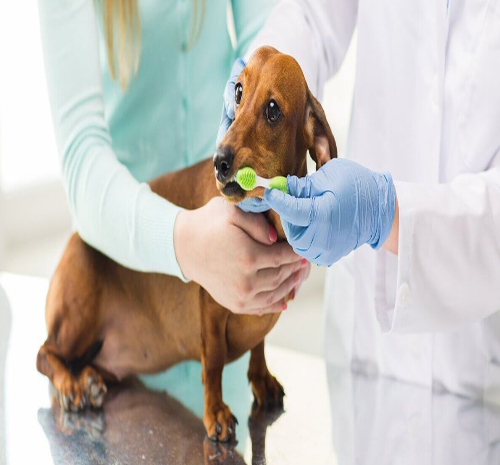 Pet Dental Insurance