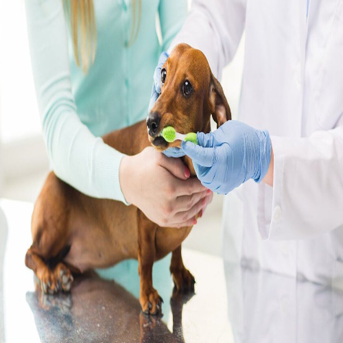 pet dental insurance