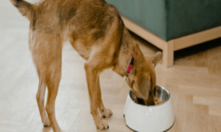 the art of pet food palatability