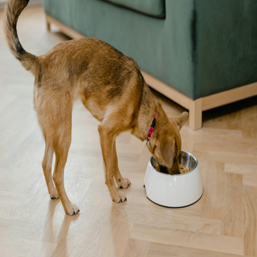 the art of pet food palatability