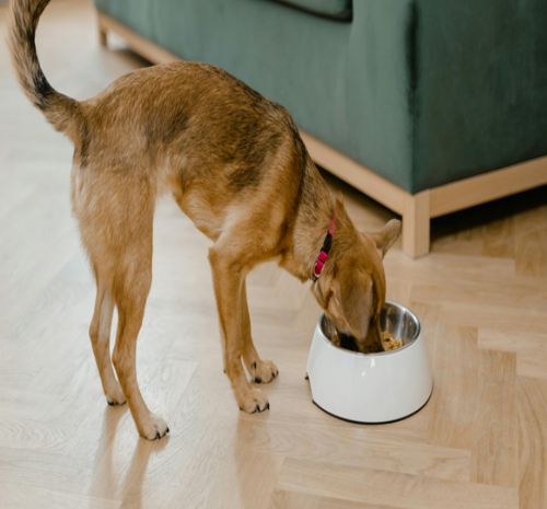 Pet Food Palatants