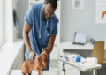 unleashing the power of routine vet visits