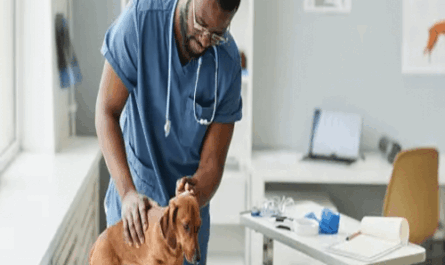 unleashing the power of routine vet visits