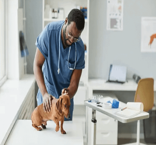 Vet Visits