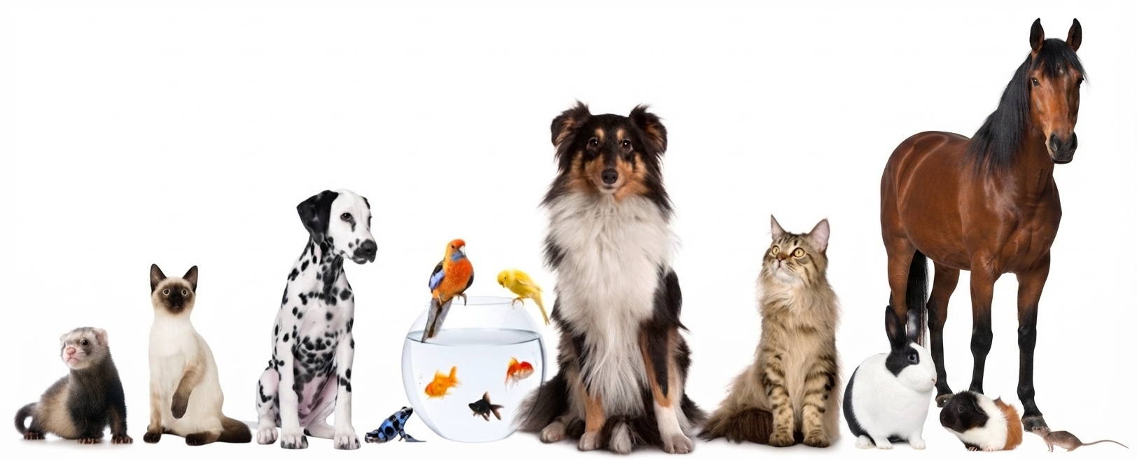 best pet supplies online pet header